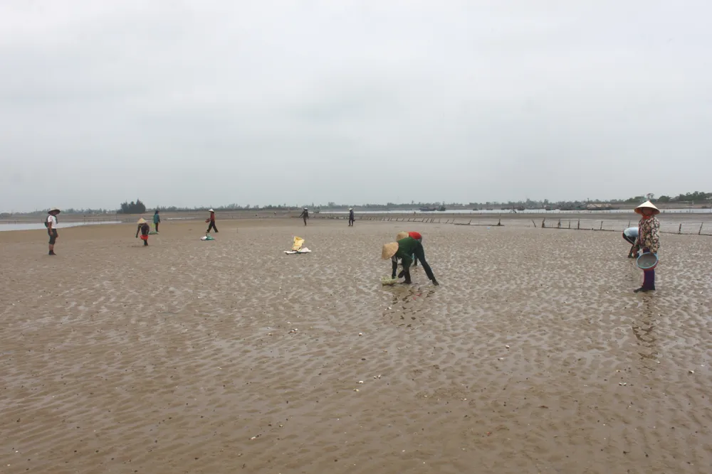 Nghêu nuôi chết hàng loạt ở Hà Tĩnh là do ảnh hưởng thời tiết ảnh 3
