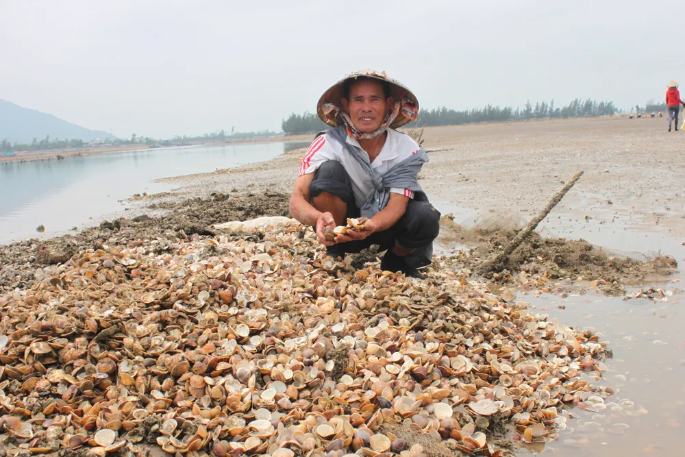 Nghêu nuôi chết hàng loạt ở Hà Tĩnh là do ảnh hưởng thời tiết ảnh 2