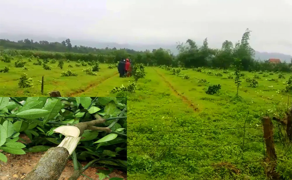 Hiện trường vườn bưởi Phúc Trạch bị chặt ngang gốc