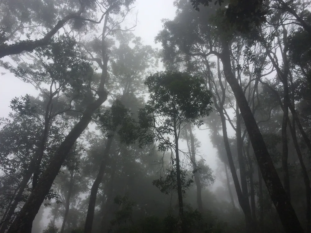 Hà Tĩnh: Phát hiện cây pơ mu “khủng” tại Vườn Quốc gia Vũ Quang ảnh 4