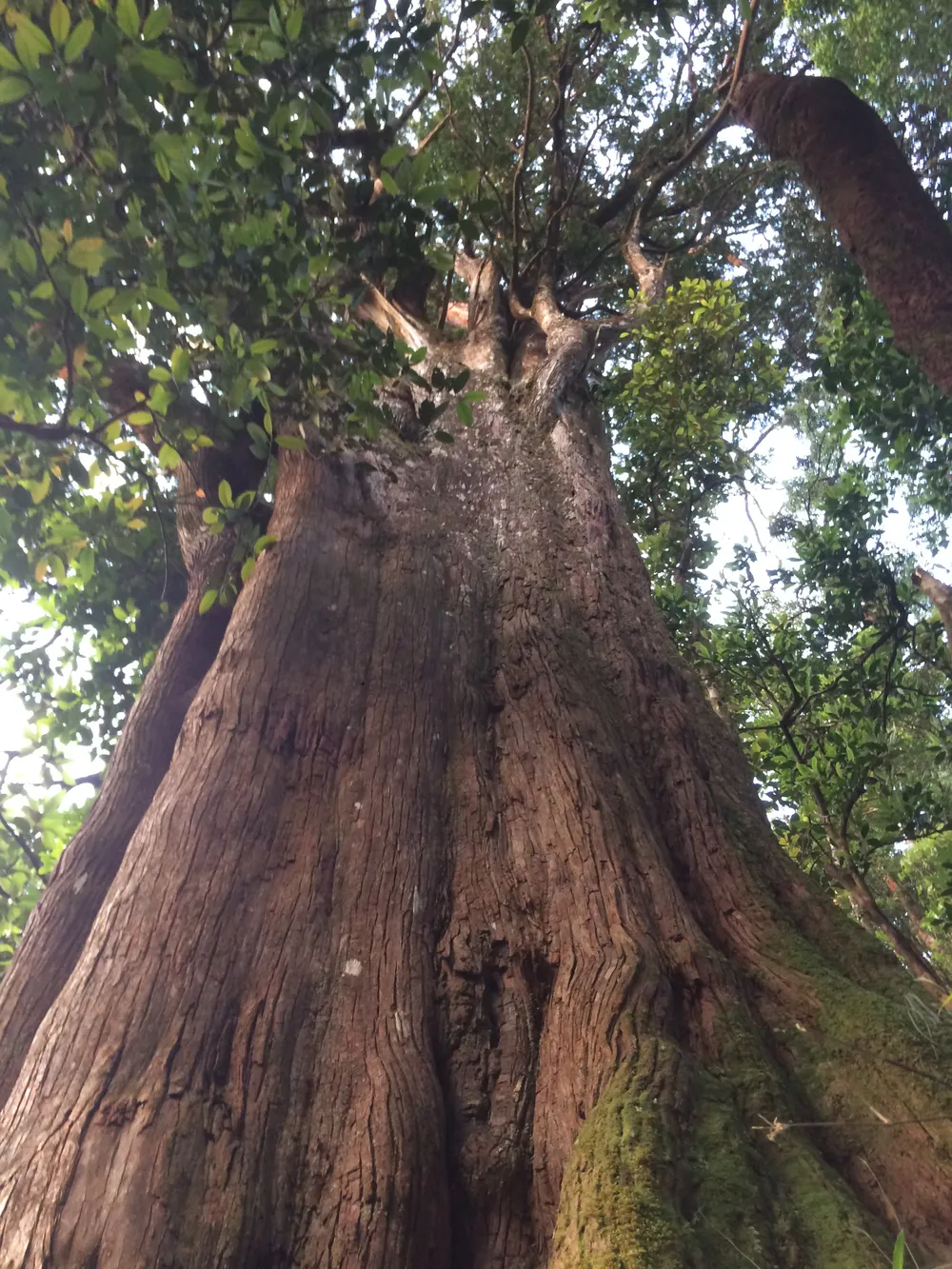 Hà Tĩnh: Phát hiện cây pơ mu “khủng” tại Vườn Quốc gia Vũ Quang ảnh 3