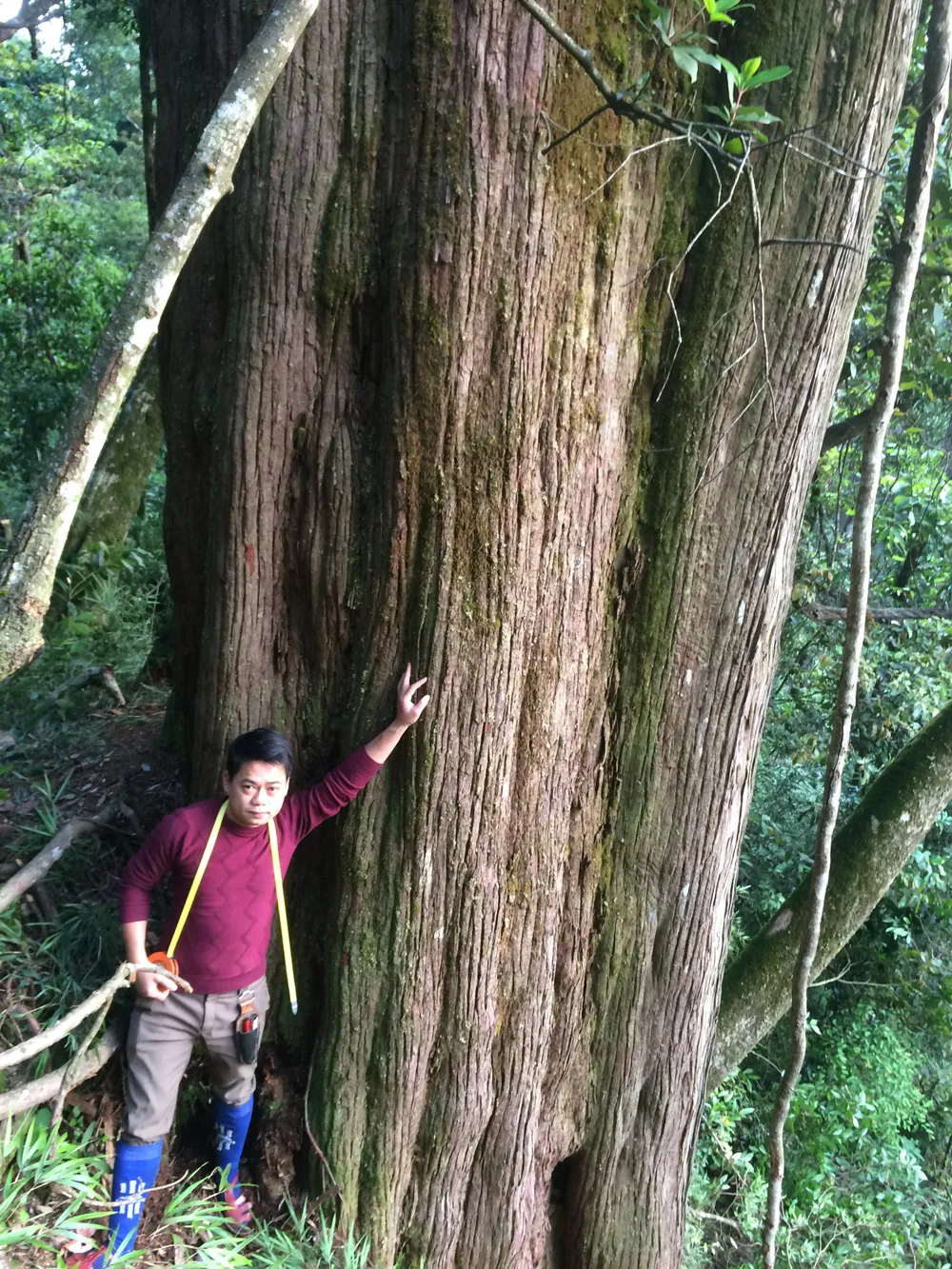 Hà Tĩnh: Phát hiện cây pơ mu “khủng” tại Vườn Quốc gia Vũ Quang ảnh 2