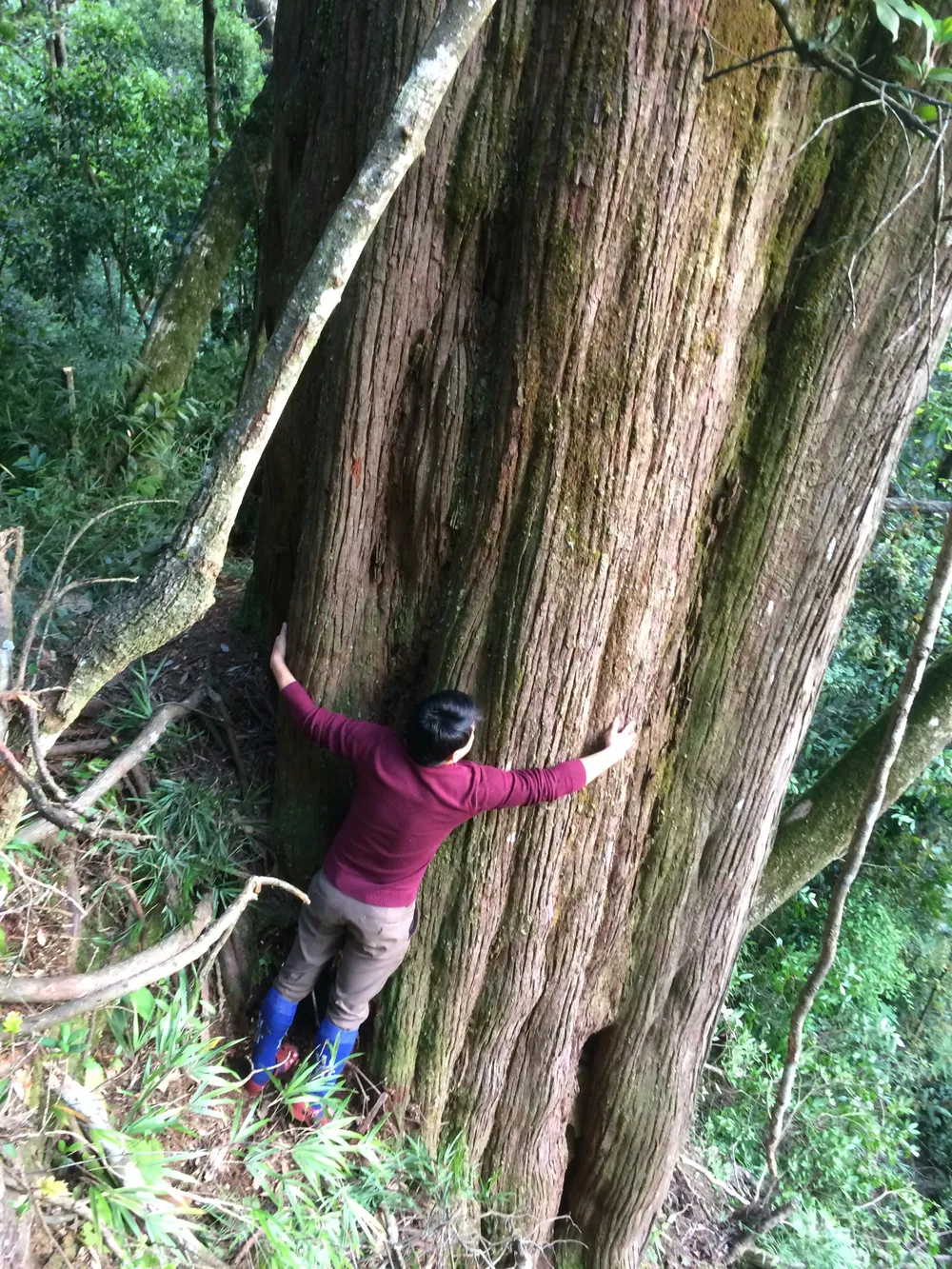 Hà Tĩnh: Phát hiện cây pơ mu “khủng” tại Vườn Quốc gia Vũ Quang ảnh 1