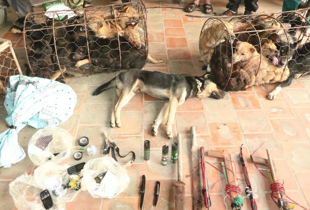 Triệt phá đường dây trộm chó chuyên nghiệp, thu giữ nhiều hung khí ảnh 3