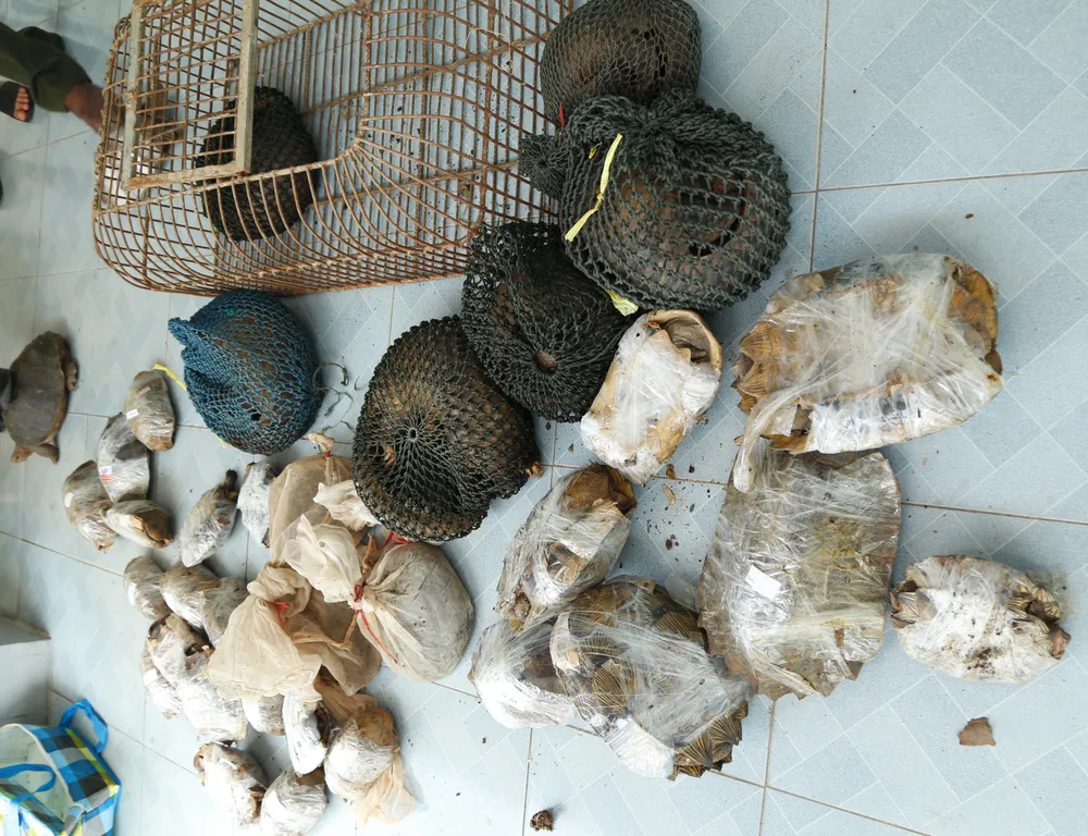 Bắt quả tang vụ vận chuyển trái phép động vật hoang dã từ Lào về Việt Nam ảnh 2