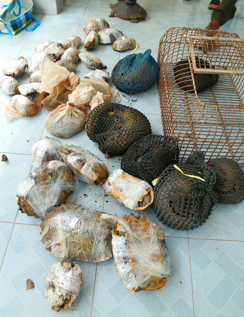 Khởi tố vụ án hình sự “Vi phạm quy định về bảo vệ động vật nguy cấp, quý, hiếm“ ảnh 1