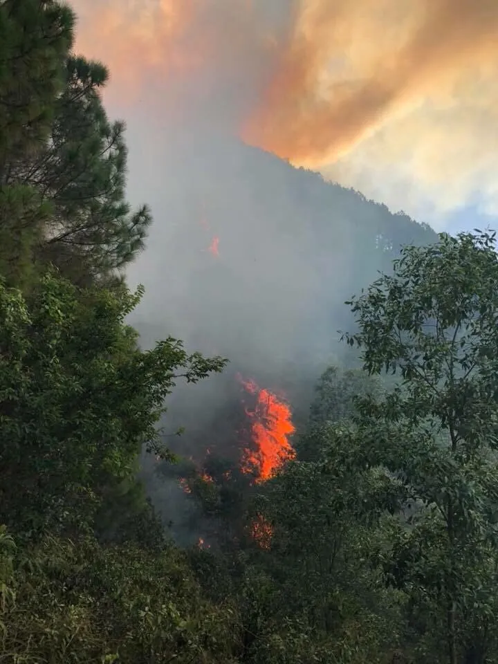 Nhiều diện tích rừng thông ở Hà Tĩnh bị cháy ảnh 2