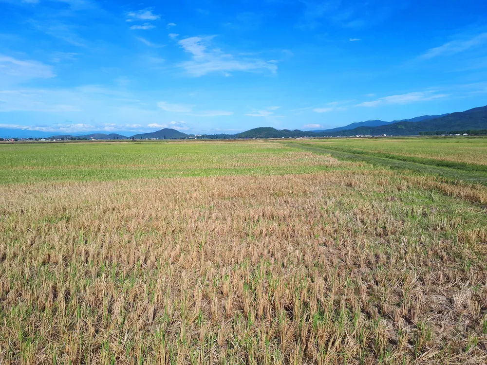 Nắng nóng gay gắt kéo dài ở Hà Tĩnh, nguy cơ cháy rừng cao  ảnh 11