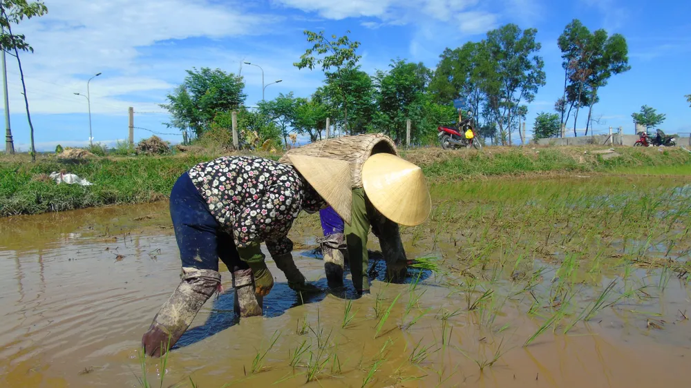Nắng nóng gay gắt kéo dài ở Hà Tĩnh, nguy cơ cháy rừng cao  ảnh 2
