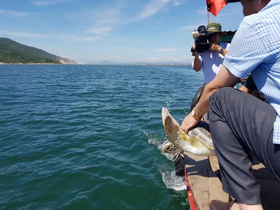 CLIP: Thả rùa biển 40kg về lại môi trường tự nhiên ở Hà Tĩnh ảnh 2