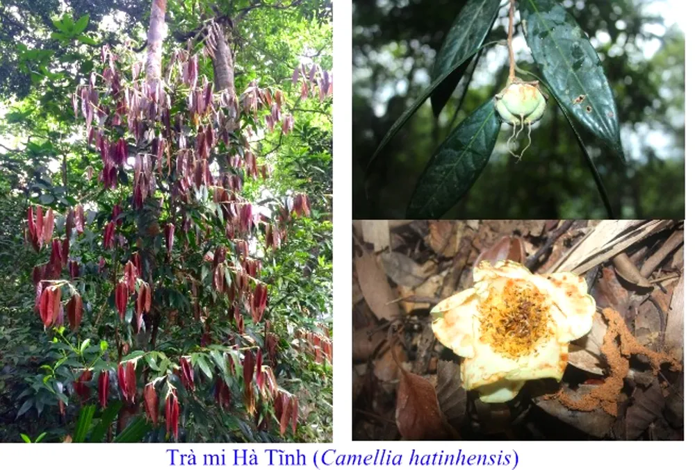 Phát hiện hai loài trà mi hoa vàng tại Vườn Quốc gia Vũ Quang ảnh 1