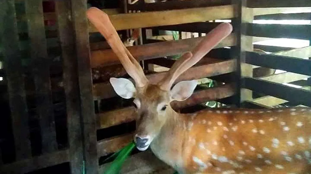 Một con hươu cho nhiều lộc nhung