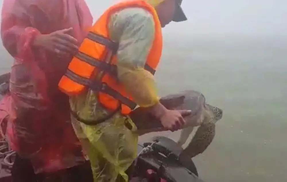 Thả cá thể rùa biển nặng 22kg về lại môi trường tự nhiên ảnh 3