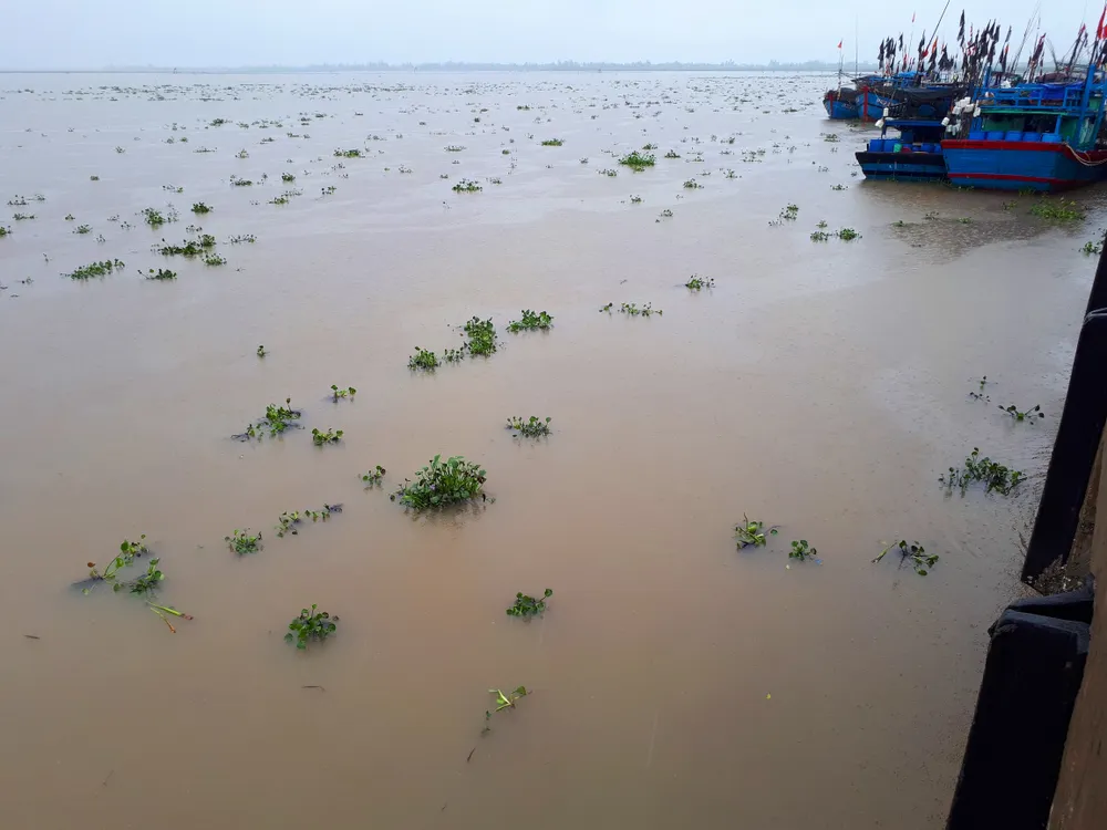 Bạt ngàn cây lục bình “bủa vây” cảng cá lớn nhất ở Hà Tĩnh ảnh 1