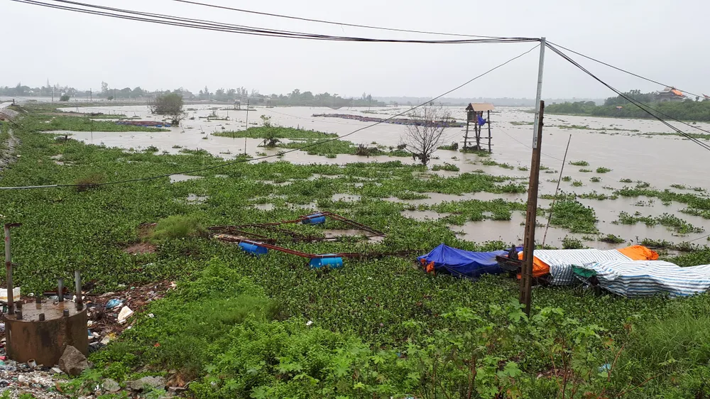 Bạt ngàn cây lục bình “bủa vây” cảng cá lớn nhất ở Hà Tĩnh ảnh 4