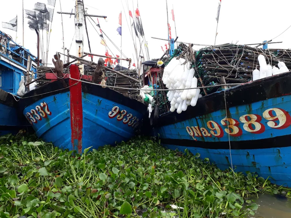 Bạt ngàn cây lục bình “bủa vây” cảng cá lớn nhất ở Hà Tĩnh ảnh 3