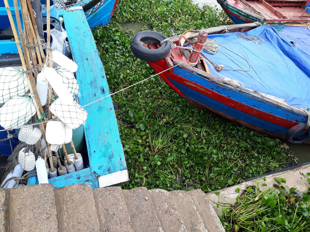 Bạt ngàn cây lục bình “bủa vây” cảng cá lớn nhất ở Hà Tĩnh ảnh 2