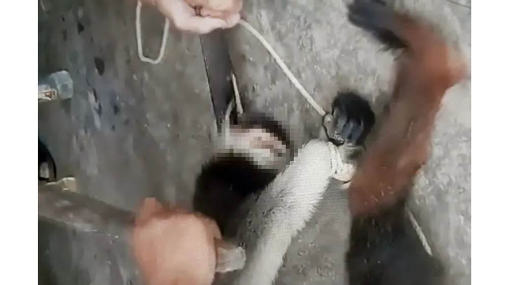 Giết cá thể nghi khỉ rồi đăng lên mạng xã hội gây phẫn nộ ảnh 1