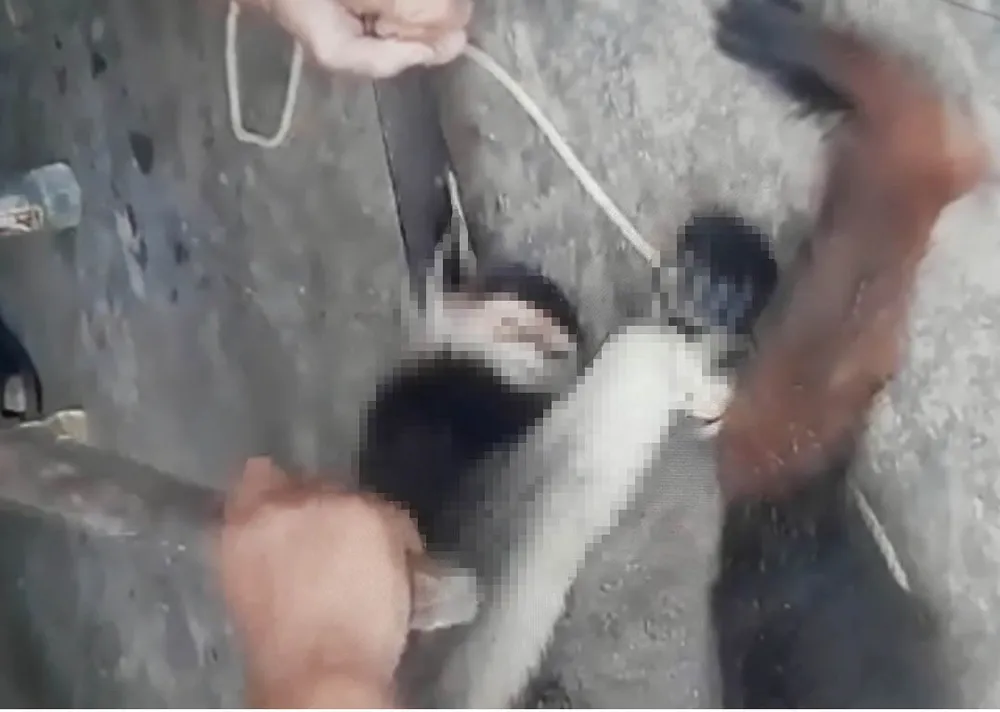 Xác định danh tính 5 đối tượng trong video giết cá thể nghi khỉ, ăn óc sống ở Hà Tĩnh ảnh 3