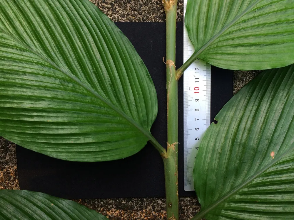 Phát hiện loài thực vật mới tại Vườn Quốc gia Vũ Quang ảnh 5