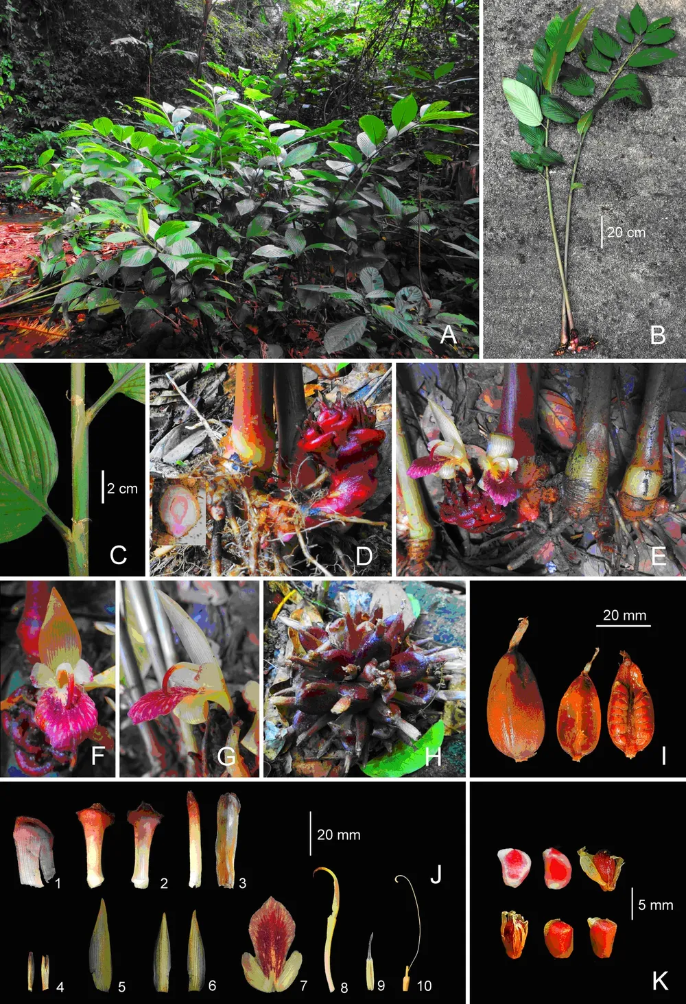 Hình thái tổng quan loài gừng Vũ Quang