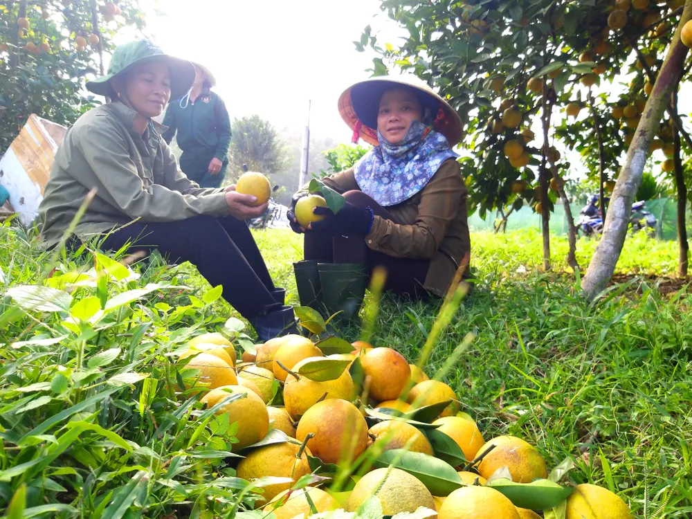 Cam trĩu quả ở Hà Tĩnh chờ xuất bán dịp Tết Nguyên đán ảnh 8