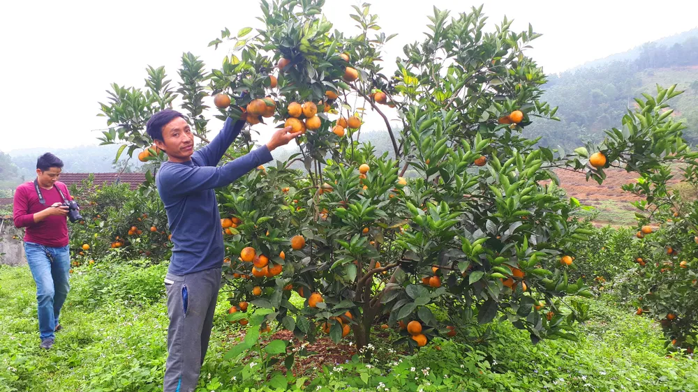 Người dân miền Trung phấn khởi được mùa cam và “lộc biển”  ảnh 9