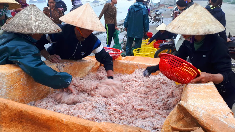 Người dân miền Trung phấn khởi được mùa cam và “lộc biển”  ảnh 5