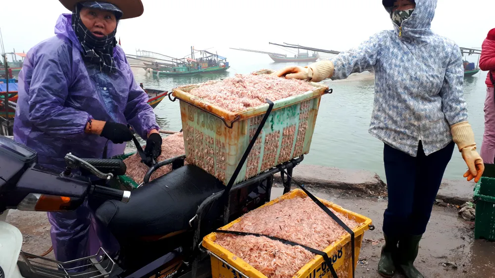 Người dân miền Trung phấn khởi được mùa cam và “lộc biển”  ảnh 3