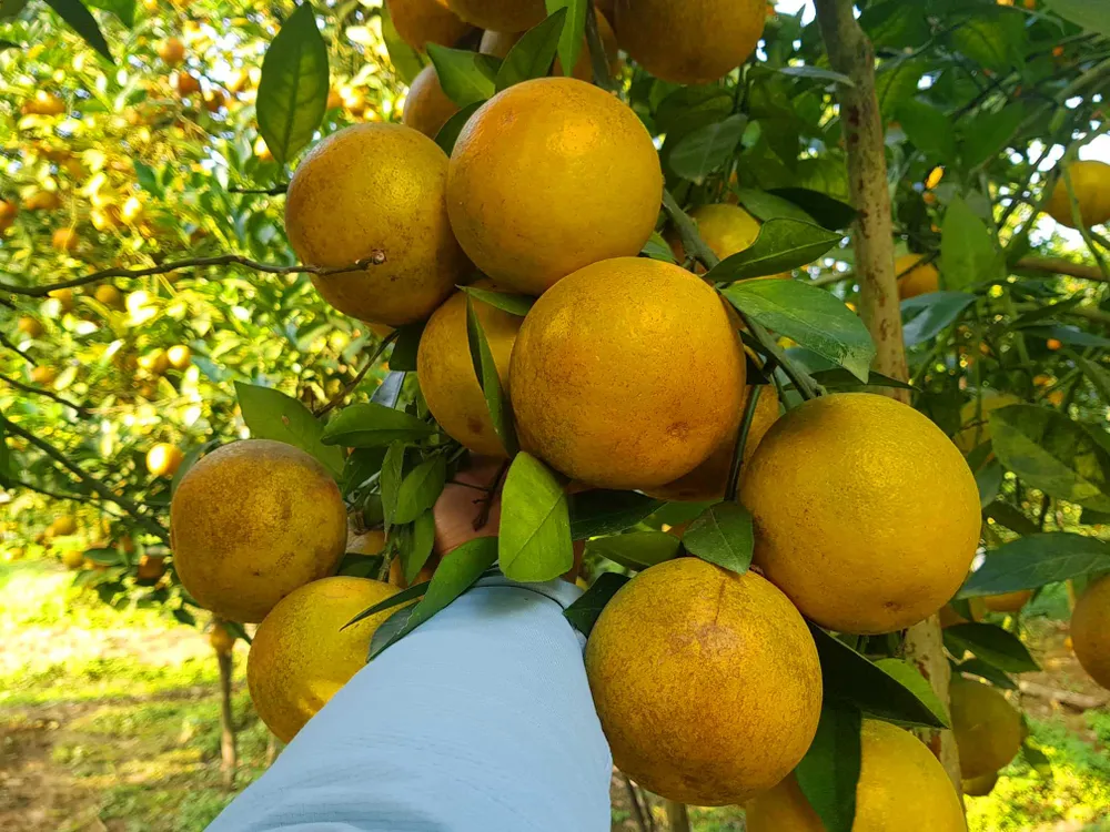 Người dân miền Trung phấn khởi được mùa cam và “lộc biển”  ảnh 8