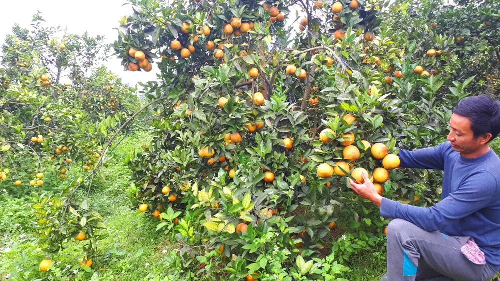 Người dân miền Trung phấn khởi được mùa cam và “lộc biển”  ảnh 7
