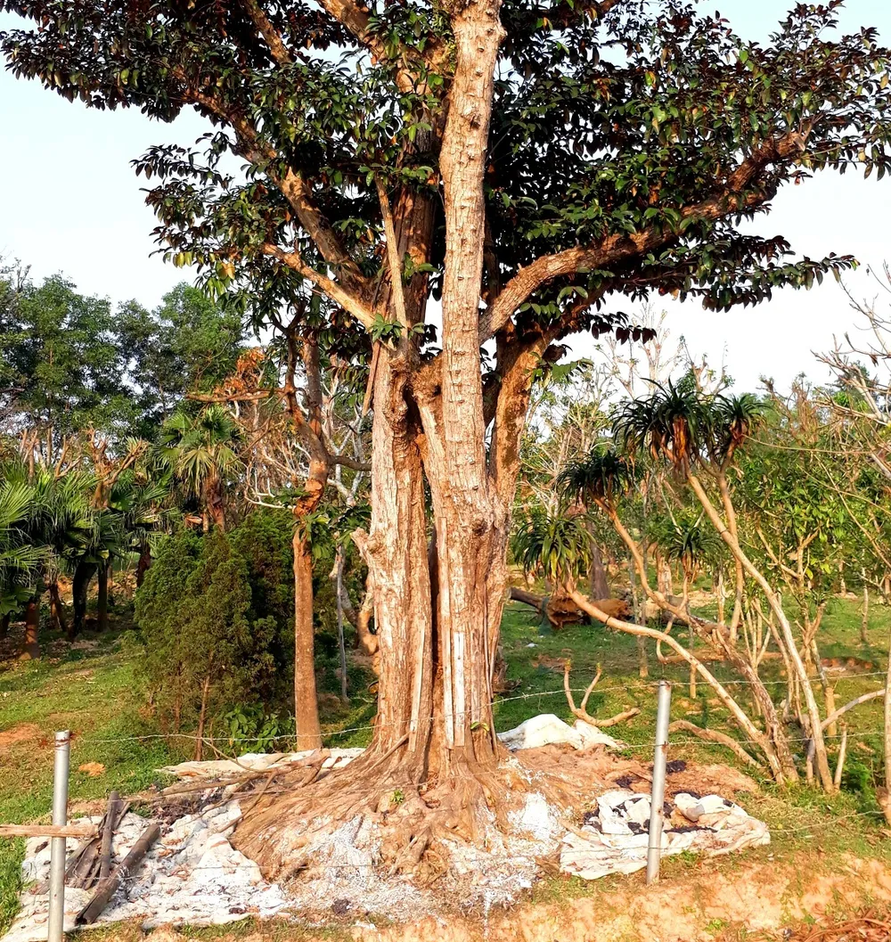 Cây cảnh cổ thụ bị kẻ gian đổ nước muối phá hoại ảnh 1