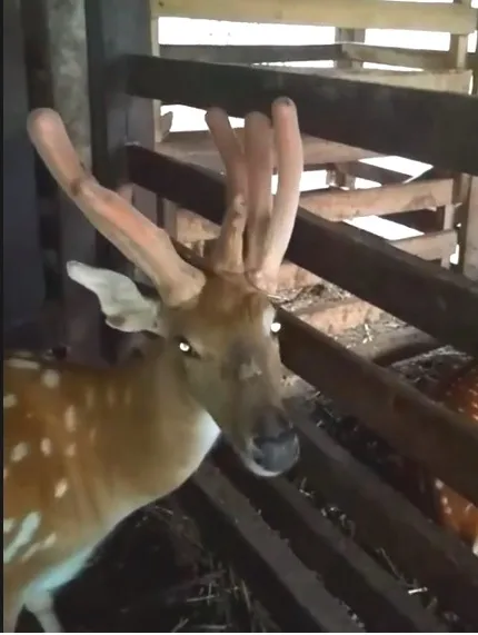 Chuyện hy hữu: Con hươu cho 3 cành nhung mọc lên từ 3 đế ảnh 2