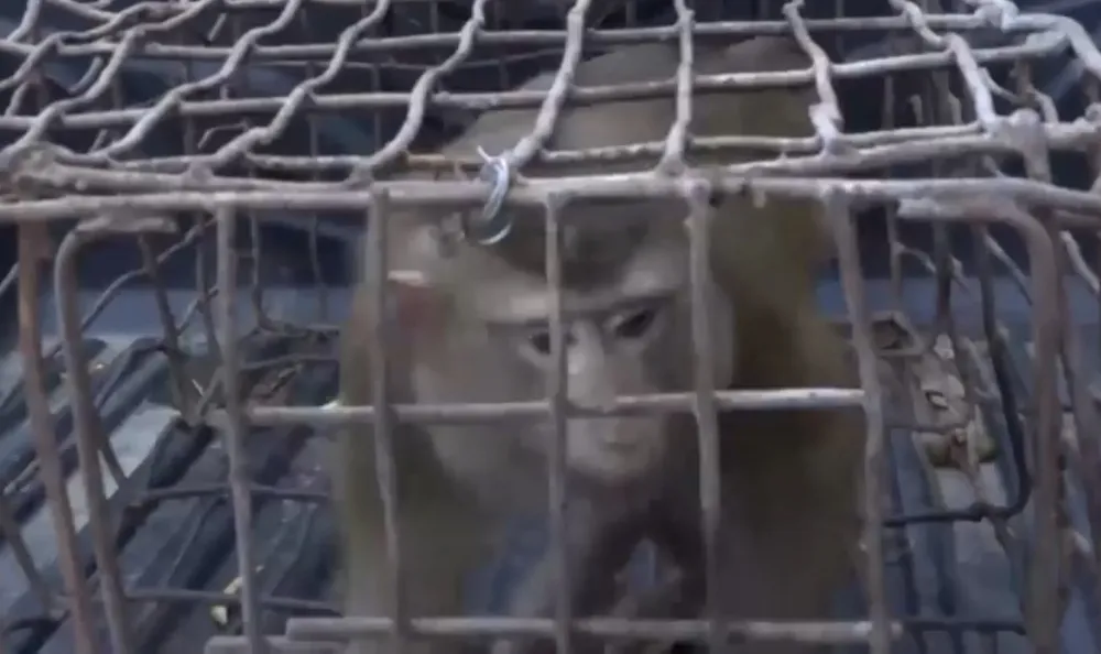 Vườn Quốc gia Vũ Quang tiếp nhận cá thể khỉ mốc quý hiếm ảnh 2