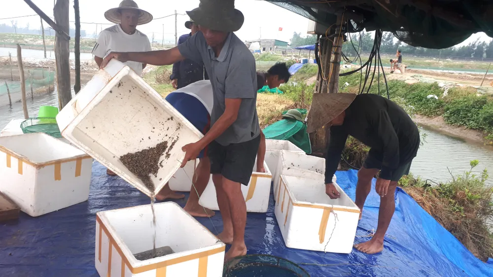 Xót lòng nhìn cảnh dân vớt cả tấn ốc hương đi tiêu hủy ảnh 4