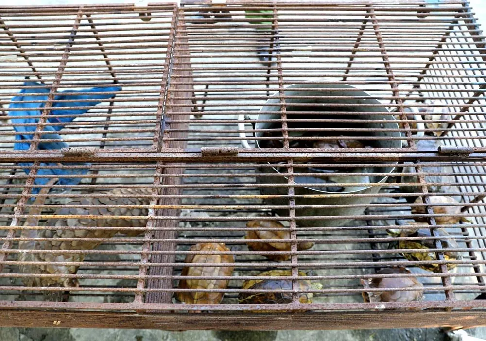  Phát hiện vụ vận chuyển động vật hoang dã và gỗ trắc trái phép ảnh 3