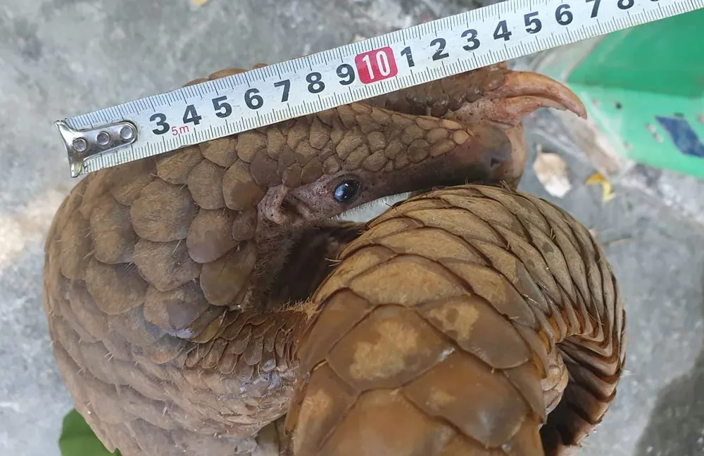  Phát hiện vụ vận chuyển động vật hoang dã và gỗ trắc trái phép ảnh 4