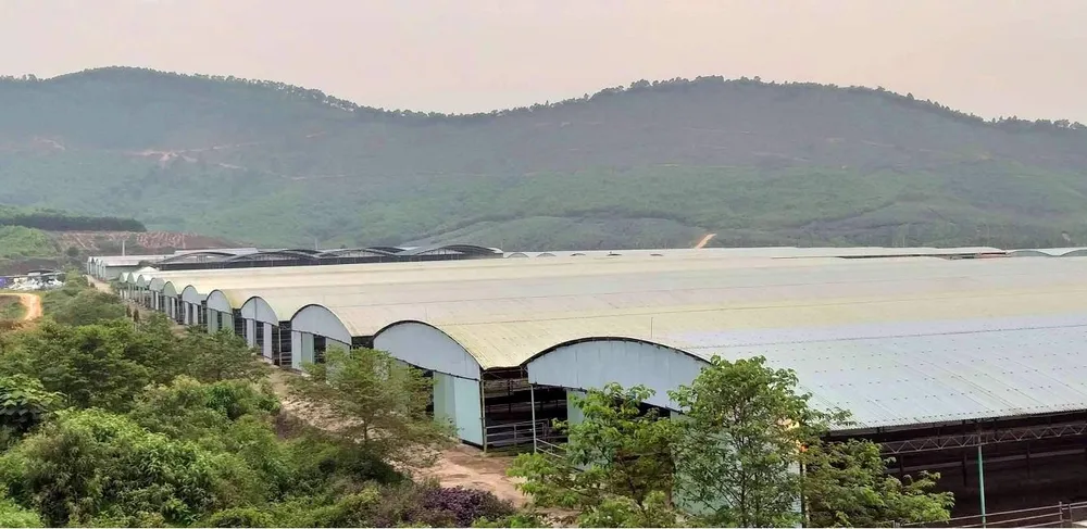 Rà soát tổng thể dự án chăn nuôi bò Bình Hà ảnh 2