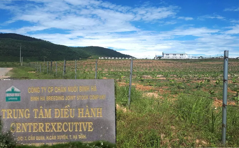 Rà soát tổng thể dự án chăn nuôi bò Bình Hà ảnh 1