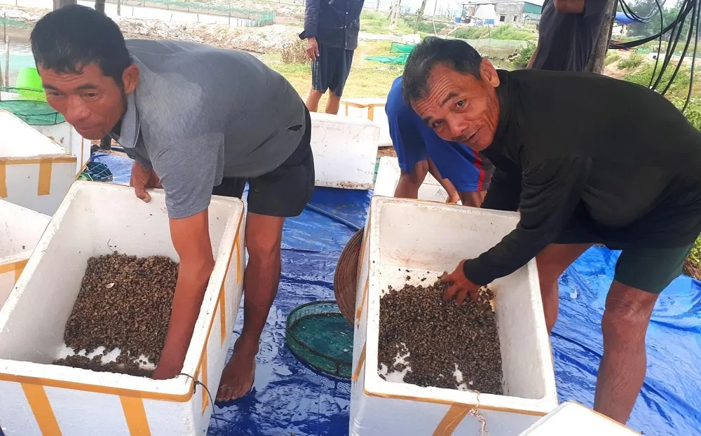 Ốc hương bị chết hàng loạt do quản lý môi trường nuôi và thời tiết  ảnh 1