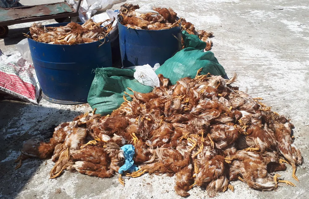 Hàng ngàn con gà của doanh nghiệp nuôi tại trang trại bị chết la liệt trong đêm ảnh 2