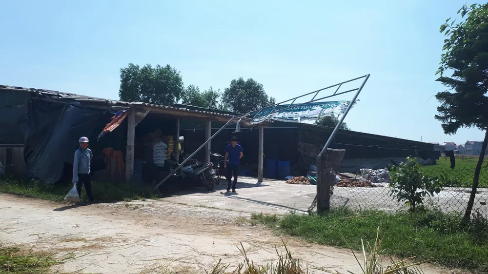 Hàng ngàn con gà của doanh nghiệp nuôi tại trang trại bị chết la liệt trong đêm ảnh 3