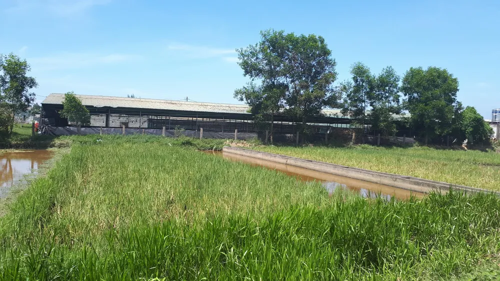 Hàng ngàn con gà của doanh nghiệp nuôi tại trang trại bị chết la liệt trong đêm ảnh 4