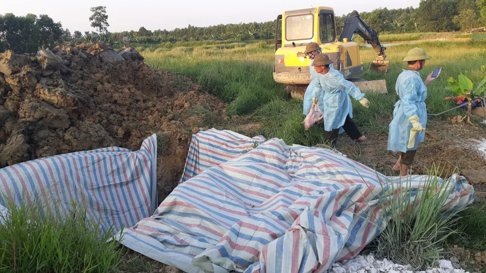 Hà Tĩnh xuất hiện thêm ổ dịch tả heo châu Phi ảnh 1