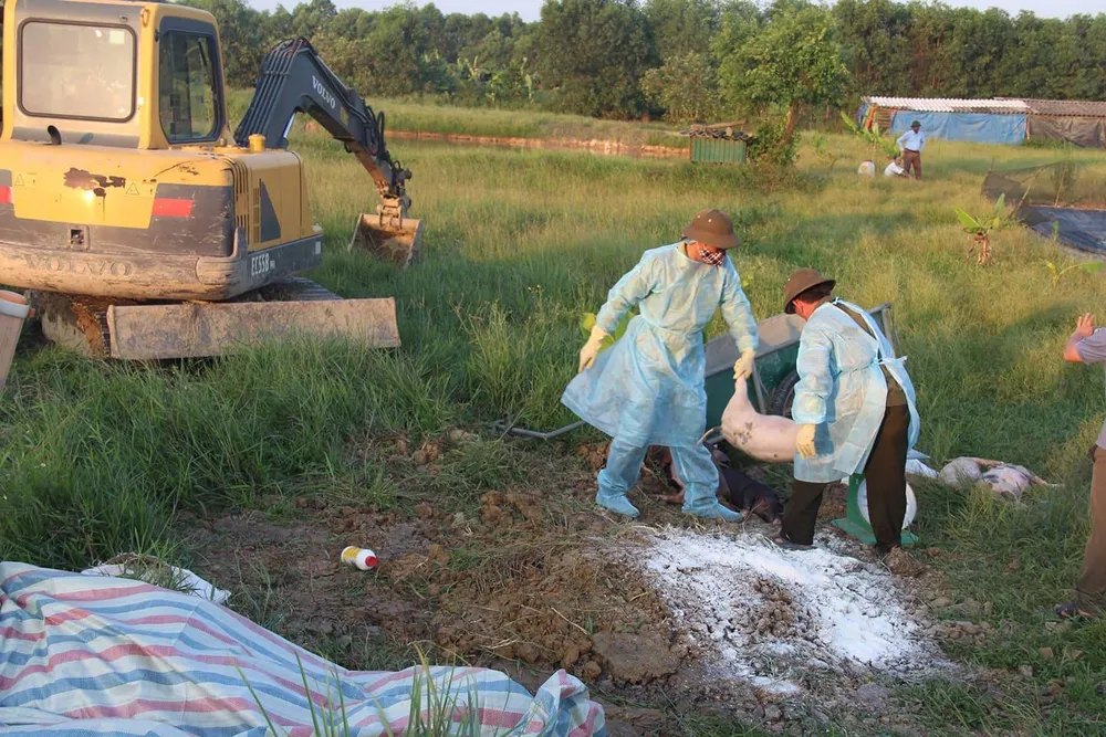 Lơ là khi hộ nuôi heo báo dịch, cán bộ thú y bị đề nghị đình chỉ công tác ảnh 1