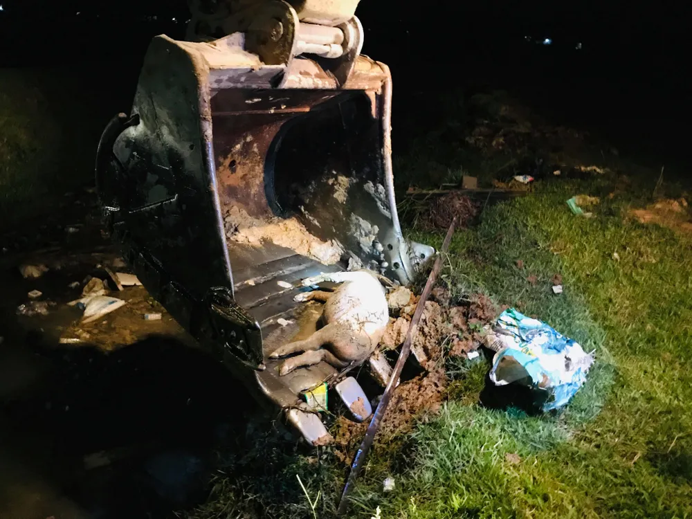 Mẫu heo chết vứt trên kênh thủy lợi ở Hà Tĩnh dương tính với dịch tả heo châu Phi ảnh 1