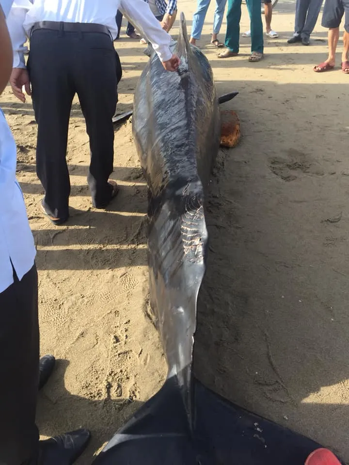 Phát hiện con cá voi nặng gần 1 tấn trôi dạt vào bờ biển ảnh 5