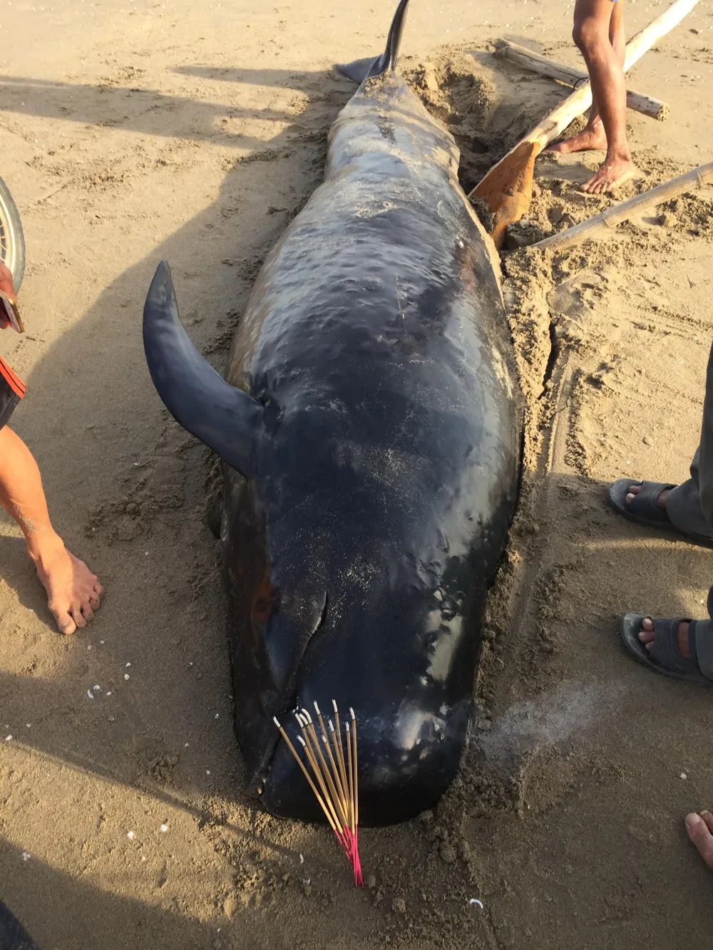 Phát hiện con cá voi nặng gần 1 tấn trôi dạt vào bờ biển ảnh 3