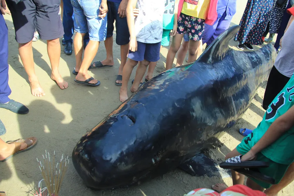 Phát hiện con cá voi nặng gần 1 tấn trôi dạt vào bờ biển ảnh 2
