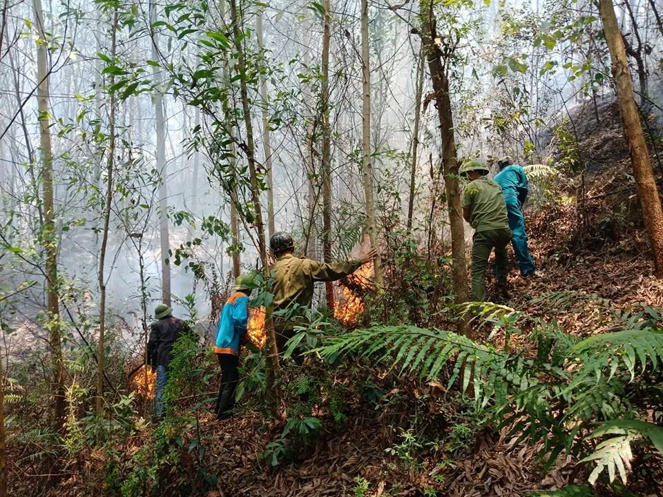 Lại xảy ra cháy rừng tại Hà Tĩnh ảnh 5